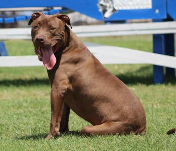 Muddy, Pit Bull Terrier, young, available for adoption