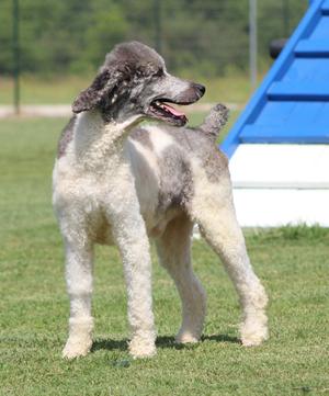 Bon Scott, Standard Poodle, young, available for adoption