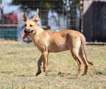 Violet, Shepherd / Mixed Breed, young, available for adoption