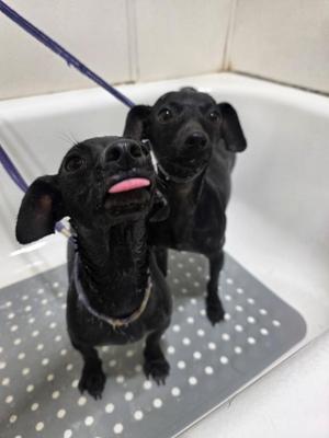 Beyonce & Mariah Carey, Chiweenie, young, available for adoption