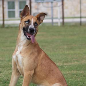 Kida Mae, Husky / Australian Cattle Dog / Blue Heeler, young, available for adoption