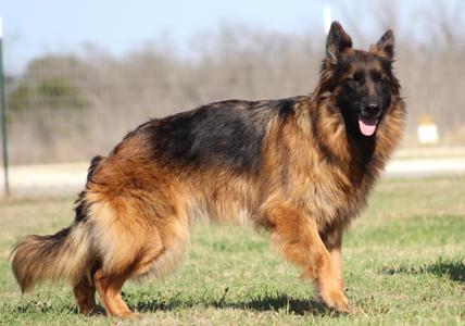 Suri, German Shepherd Dog, adult, available for adoption