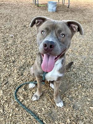 A gray and white dog with a pink tongue sticking out, sitting on a bed of wood chips.