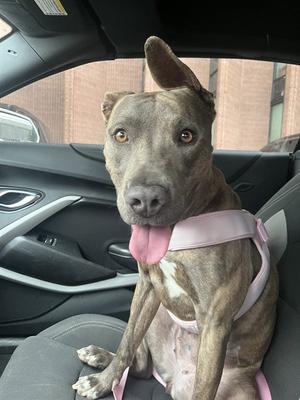 BRINDY, American Pit Bull Terrier, adult, available for adoption
