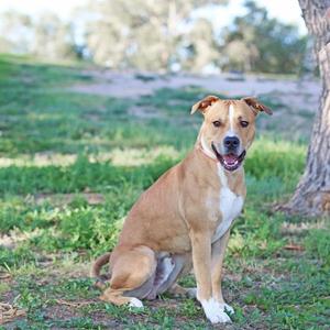 BUDDY, American Pit Bull Terrier, adult, available for adoption