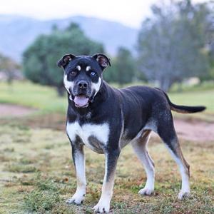 A black and white dog with blue eyes standing on grass in a field.
