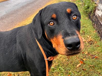 BEAR, Rottweiler, adult, available for adoption
