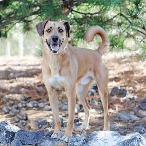 BEN, Labrador Retriever / German Shepherd Dog, adult, available for adoption