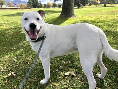 BELLA, Australian Cattle Dog/Blue Heeler, adult, available for adoption
