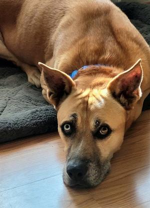 BLUE, German Shepherd Dog, senior, available for adoption
