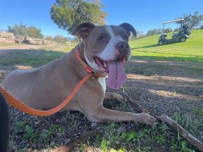 AZIELA, American Pit Bull Terrier, adult, available for adoption