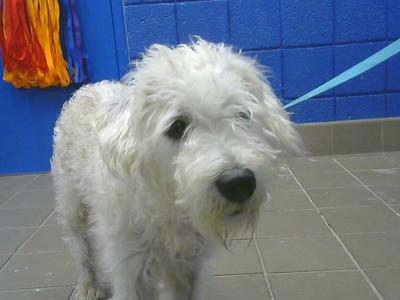 ARCHIE, Poodle (Miniature), adult, available for adoption