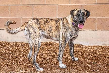 APOLLO, Australian Shepherd, adult, available for adoption