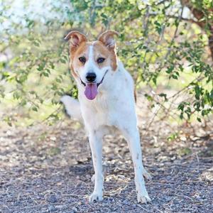 BAXTER, Australian Cattle Dog/Blue Heeler, senior, available for adoption