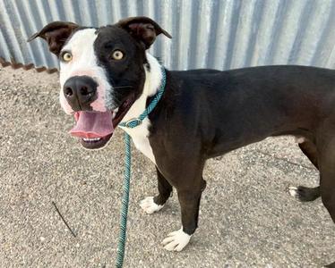 BEAR, American Pit Bull Terrier, adult, available for adoption