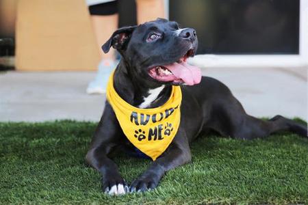 BILLIE, Boxer, adult, available for adoption