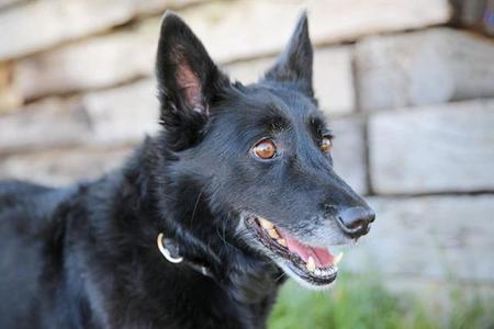 ATHENA, Australian Cattle Dog/Blue Heeler, senior, available for adoption