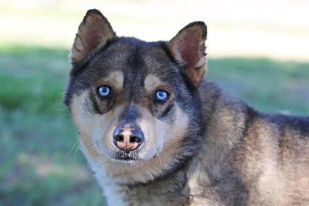 BEAR, Husky, senior, available for adoption