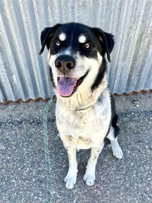 BENTLEY, Australian Cattle Dog/Blue Heeler, adult, available for adoption