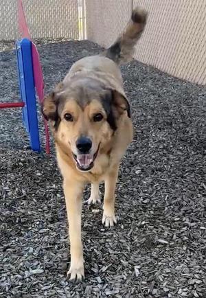 BROCK, German Shepherd Dog / Great Pyrenees, senior, available for adoption