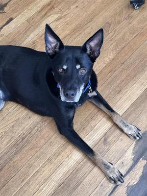 BLUE, German Shepherd Dog, senior, available for adoption