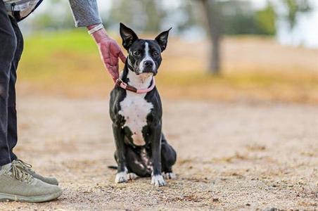ALONDRA, American Pit Bull Terrier, adult, available for adoption