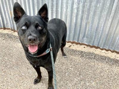 ATHENA, Australian Cattle Dog/Blue Heeler, adult, available for adoption