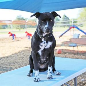 BLUEBERRY, American Pit Bull Terrier, adult, available for adoption