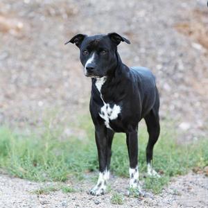 A black and white dog standing on a dirt path with grass in the background.