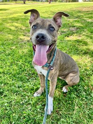 ARIEL, Pit Bull Terrier, young, available for adoption