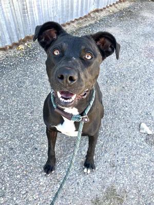 ALMA, American Pit Bull Terrier, adult, available for adoption