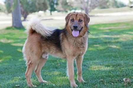 ANIKIN, Chow Chow / German Shepherd Dog, adult, available for adoption
