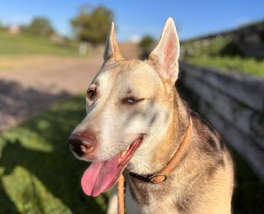 ARYA, Husky / German Shepherd Dog, adult, available for adoption