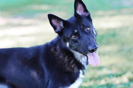 BEJORN, German Shepherd Dog, adult, available for adoption