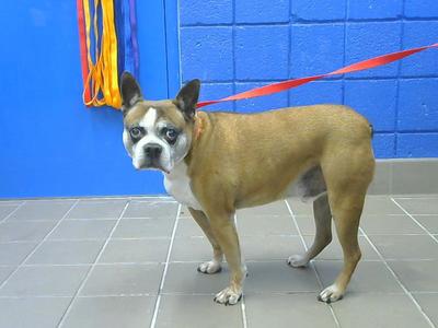 BO, Boston Terrier, senior, available for adoption