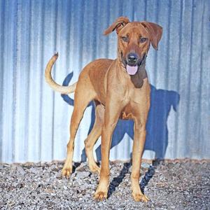 A brown dog standing on a gravel surface with a corrugated metal wall in the background.