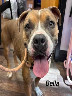 BELLA, American Staffordshire Terrier, adult, available for adoption