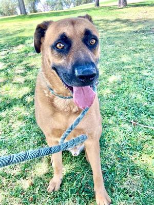 ARLO, German Shepherd Dog, senior, available for adoption