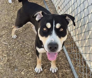 BUDDY, American Pit Bull Terrier, adult, available for adoption