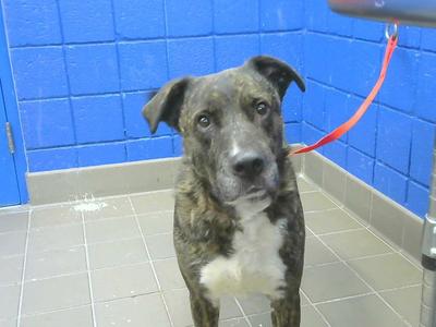 BATZU, American Bulldog / Catahoula Leopard Dog, adult, available for adoption