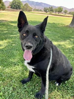BUDDY, Labrador Retriever, senior, available for adoption