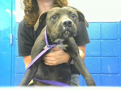 ARIEL, American Pit Bull Terrier, young, available for adoption