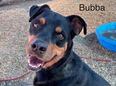 BUBBA, Rottweiler, adult, available for adoption