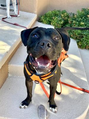 BARB, Pit Bull Terrier, adult, available for adoption