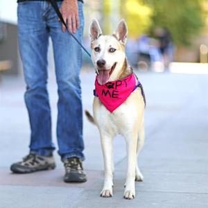 ARYA, Husky / German Shepherd Dog, adult, available for adoption
