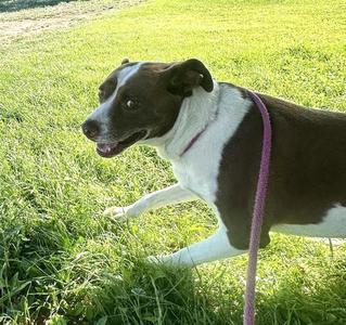 BRONN, Australian Cattle Dog/Blue Heeler / American Pit Bull Terrier, adult, available for adoption