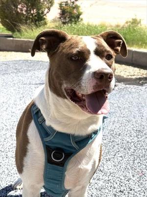 BRONN, Australian Cattle Dog/Blue Heeler / American Pit Bull Terrier, adult, available for adoption