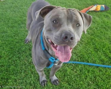 ALBERT, American Pit Bull Terrier, adult, available for adoption