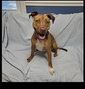 Sheba, Mixed Breed, adult, available for adoption