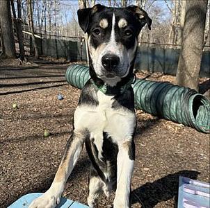 Cork, Treeing Cur, young, available for adoption